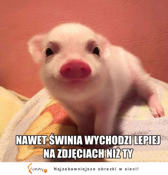 Ładnie wygląda