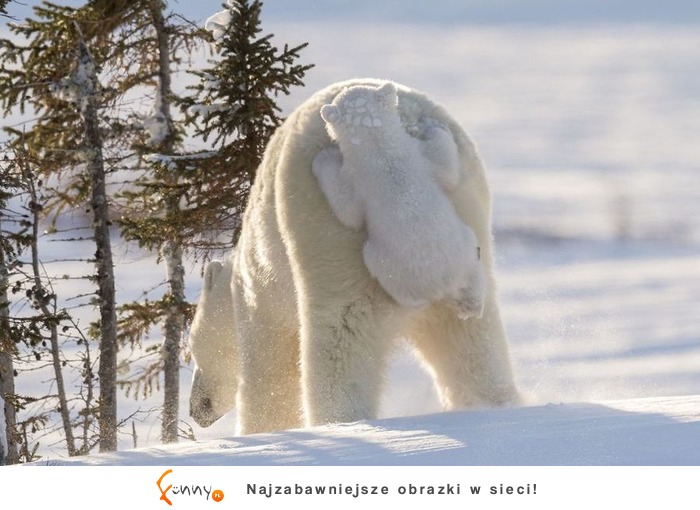 Najlepsze zdjęcia z „The Comedy Wildlife Photography" 2017, czyli zbiór zabawnych zdjęć zwierzaków Najlepsze zdjęcia z „The Comedy Wildlife Photography" 2017, czyli zbiór zabawnych zdjęć zwierzaków