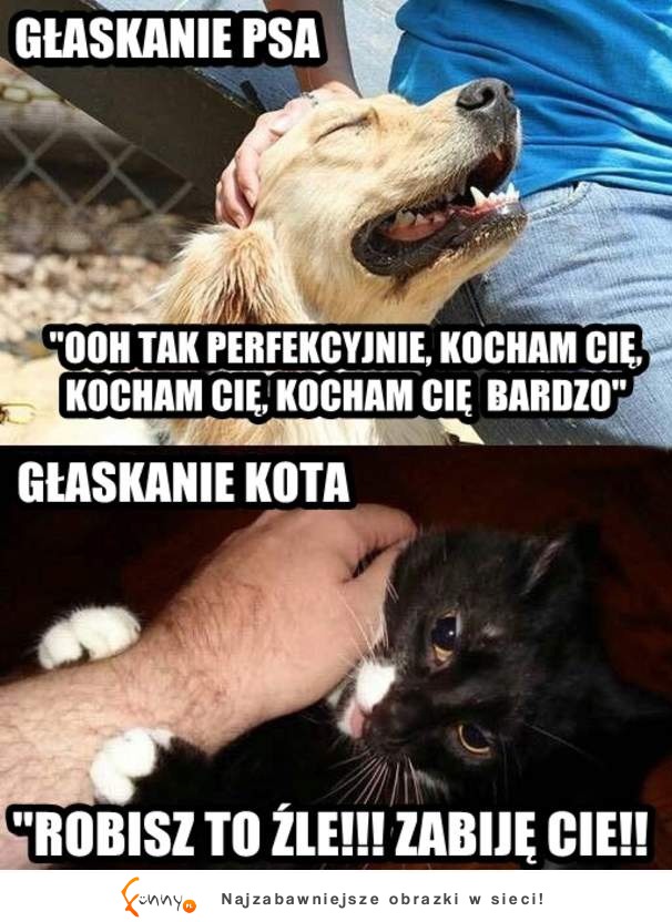 Pies vs Kot Różnice w głaskaniu! :)