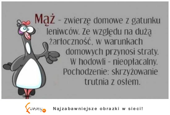 Zwierzę domowe