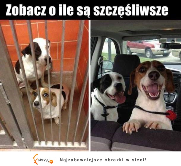 Szczęśliwe psiaki