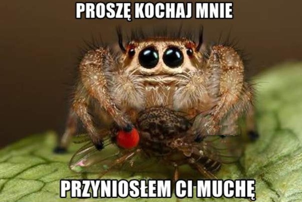 Proszę kochaj mnie