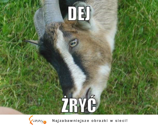 Dej żryć