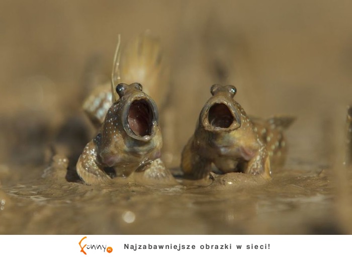 Najlepsze zdjęcia z „The Comedy Wildlife Photography" 2017, czyli zbiór zabawnych zdjęć zwierzaków Najlepsze zdjęcia z „The Comedy Wildlife Photography" 2017, czyli zbiór zabawnych zdjęć zwierzaków