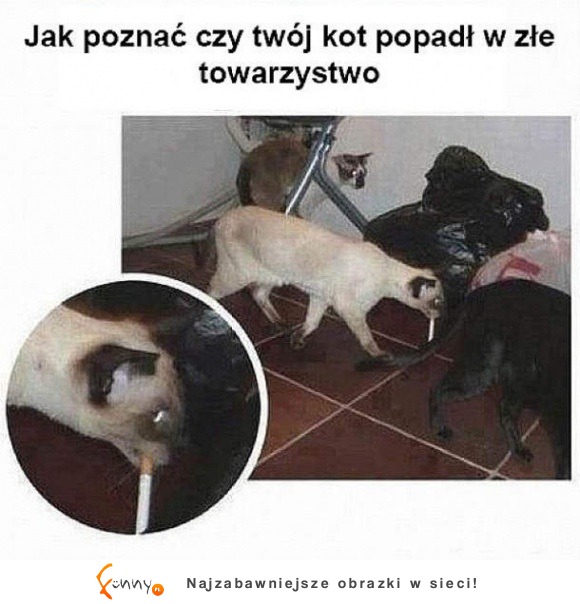 złe towarzystwo