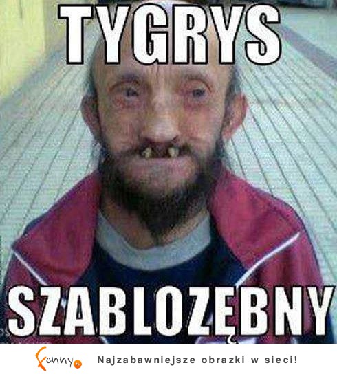 Tygrys Szablozębny