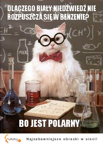 Kot-chemik: Dlaczego biały niedźwiedź nie rozpuszcza się w ...