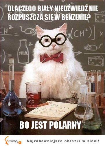 Kot-chemik: Dlaczego biały niedźwiedź nie rozpuszcza się w ...