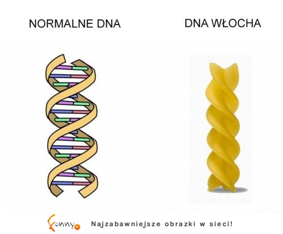 DNA Włocha