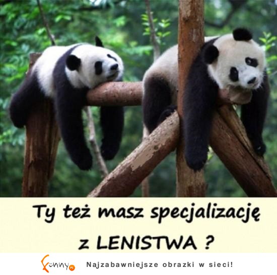 Specjalizacja z lenistwa