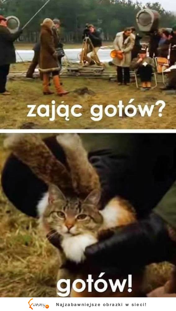 zając gotów?