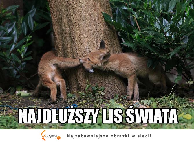 najdłuższy lis świata