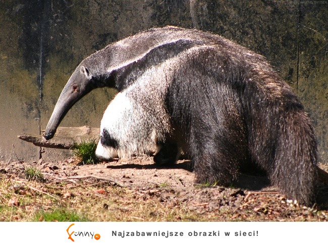 Zdjęcia, na które trzeba spojrzeć dwa razy