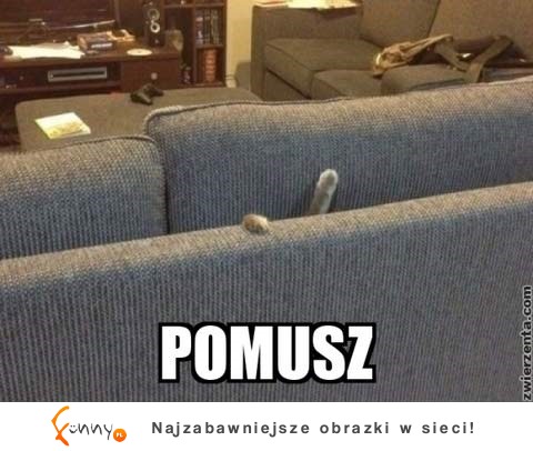 Pomuszz