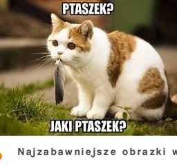 Nie widziałem żadnego ptaszka