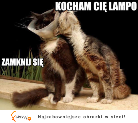 Kochana lampa