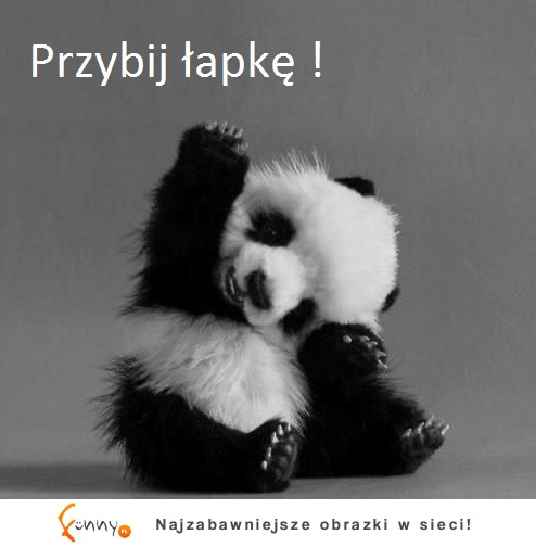 Mała panda <3