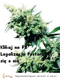 Legalizacja Postarajmy się o nią