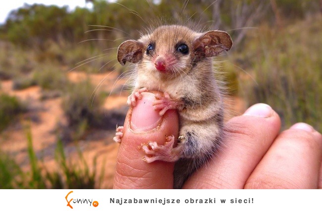 Australia – to nie inny kraj, a inny świat! Australia – to nie inny kraj, a inny świat!