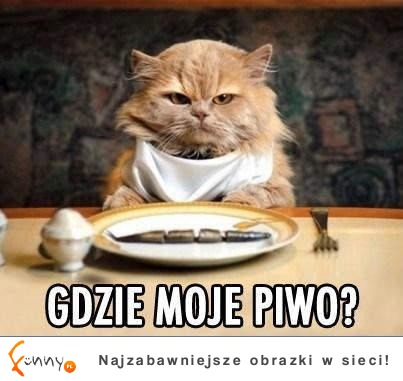 gdzie piwo?