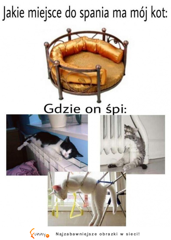 Koty takie są