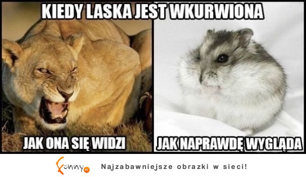 Jak wygląda