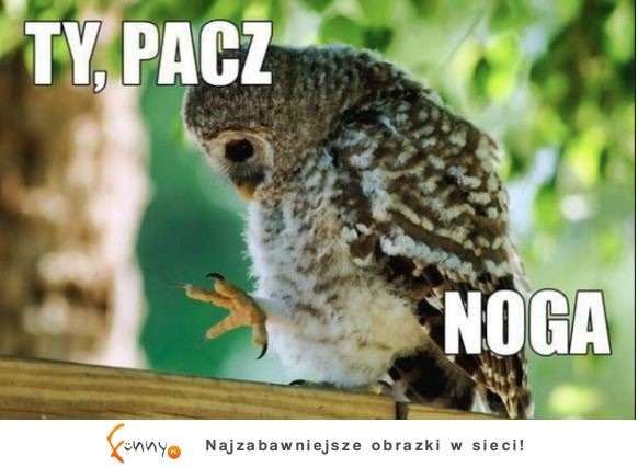 Ty, PACZ NOGA