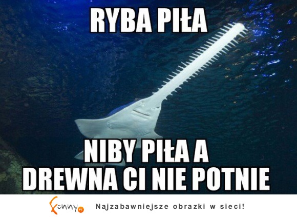 ryba piła