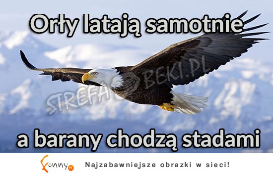 Orły latają