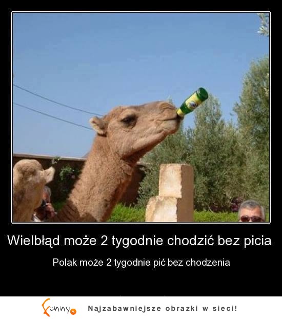 Polak a wielbłąd