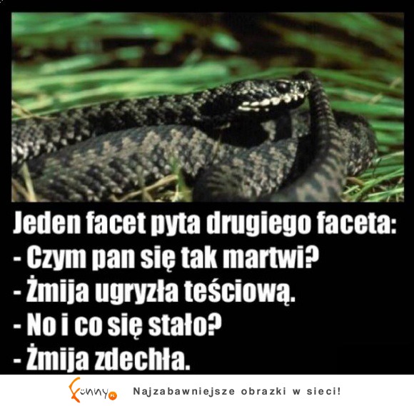 Teściowa i wąż