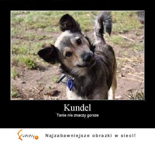 Kundel :)