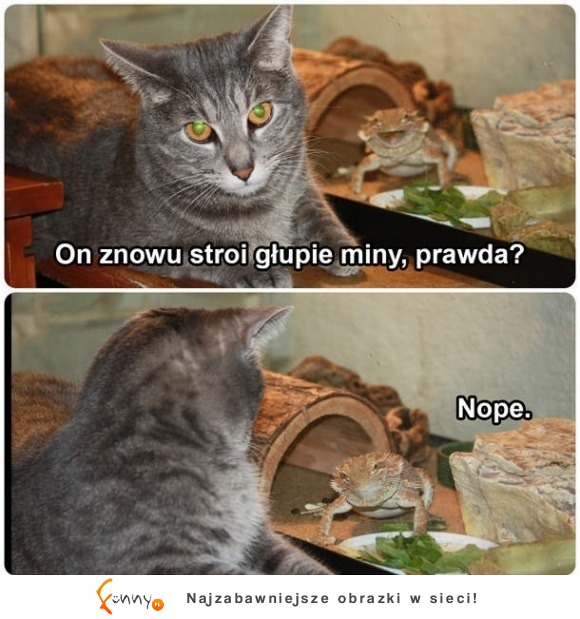 znowu stroi głupie miny