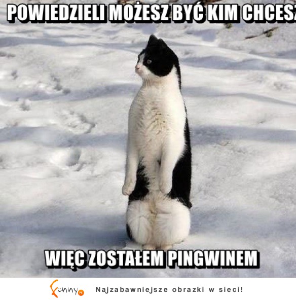 Jest pingwinem