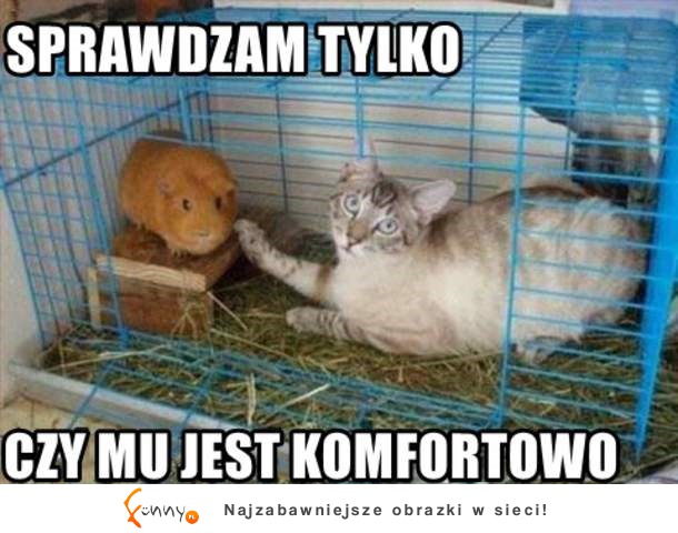 Tylko sprawdzam