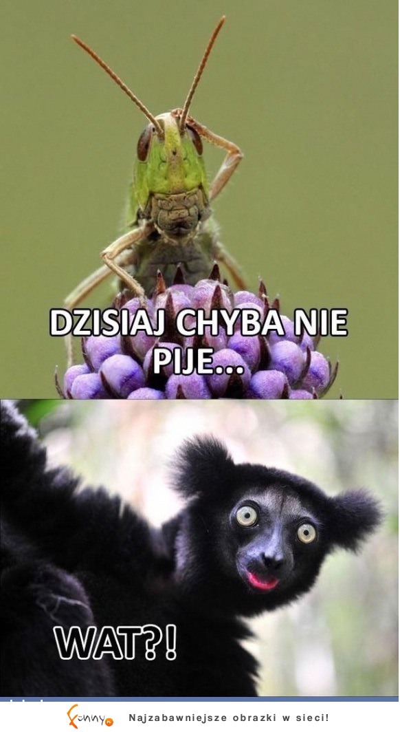 No chyba nie