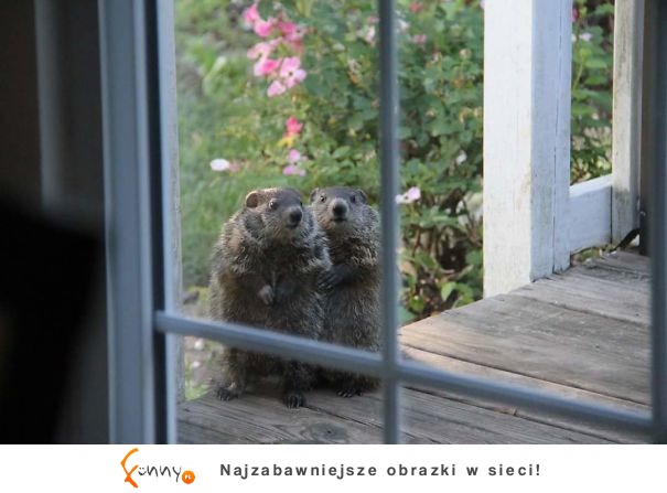 Gdyby nie zdjęcie, nie uwierzyłbyś, że to się wydarzyło! Gdyby nie zdjęcie, nie uwierzyłbyś, że to się wydarzyło!