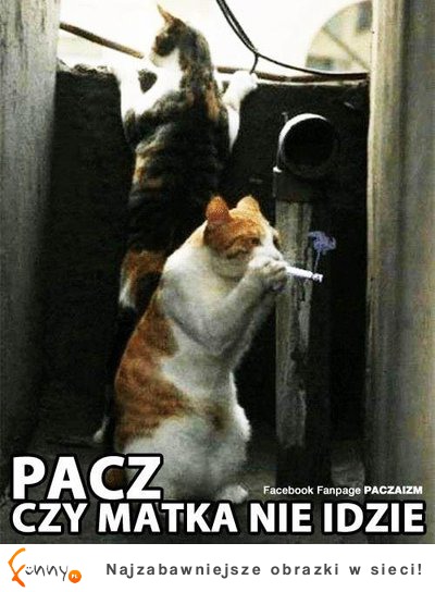 PACZ