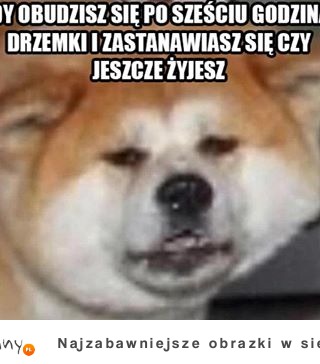 Halo, czy ja żyję?