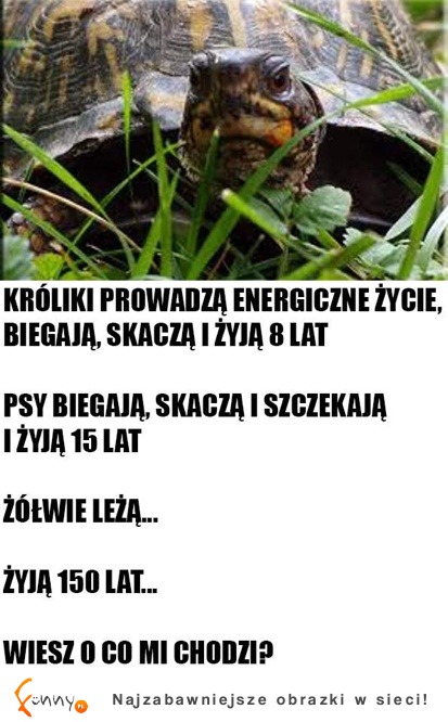 Bądź jak żółw i żyj wiecznie ;D