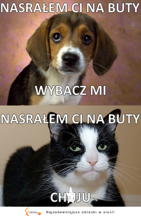 Porówanie zwierząt