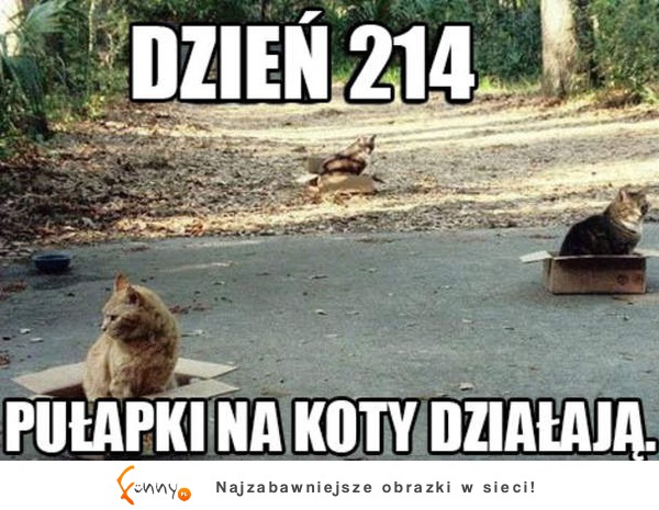 Pułapki na koty