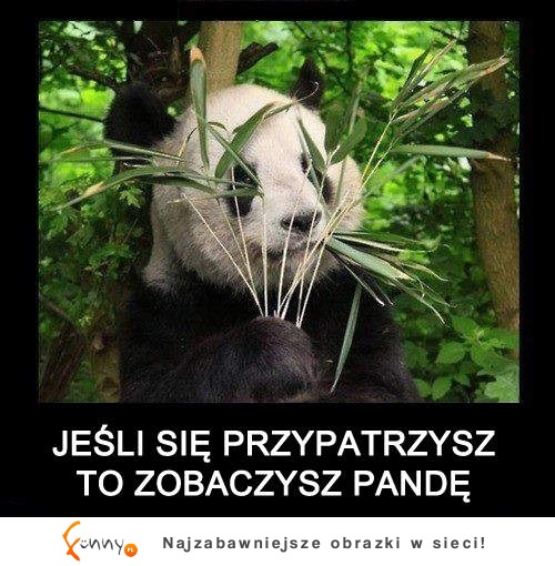 Jeśli widzisz tu pandę kliknij LIKE!