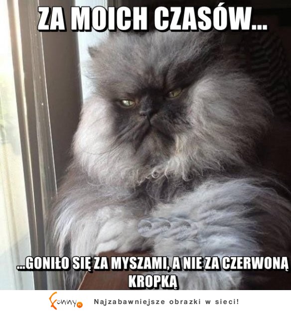 Haha kot senior :P Zobacz jaką ma rade dla młodszych :P