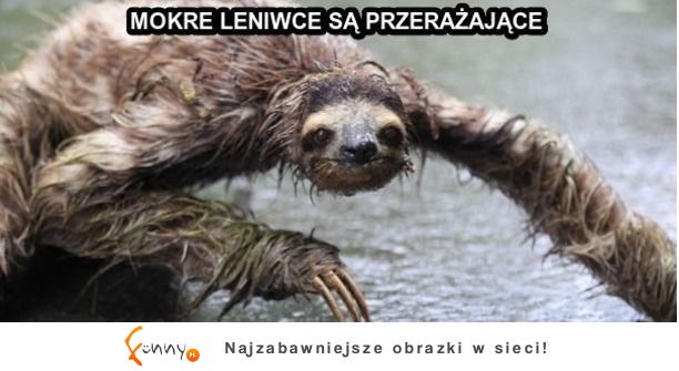 Mokre leniwce są przerażające