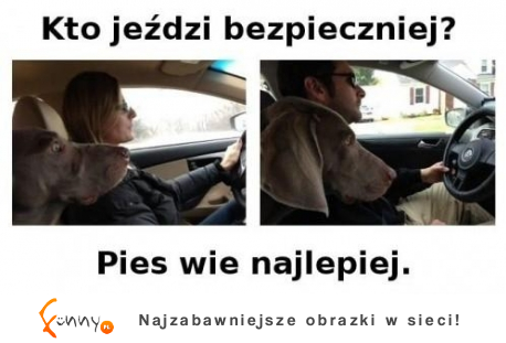 Pies wie lepiej :D