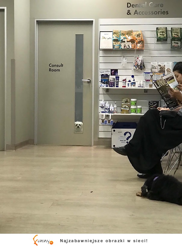 Zabawne zdjęcia, kiedy psy uświadomiły sobie, że idą do weterynarza Zabawne zdjęcia, kiedy psy uświadomiły sobie, że idą do weterynarza
