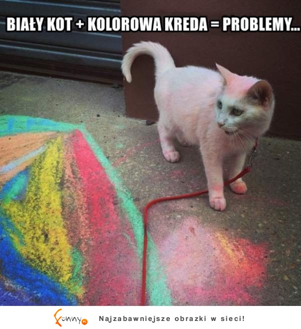 Kolorowy kot