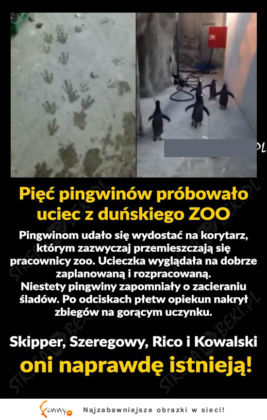 SZOK! Niesamowita historia prosto z ZOO!