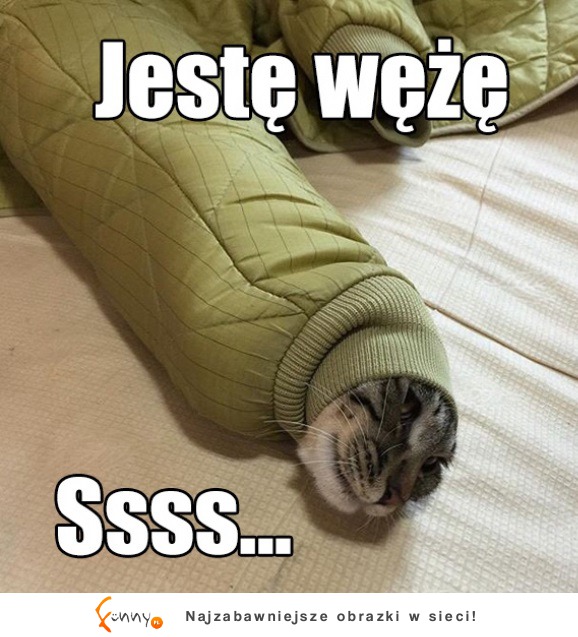 Jeste wężę